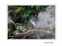 长隆飞鸟乐园创作团摄影作品欣赏(48)_在线影展的作品